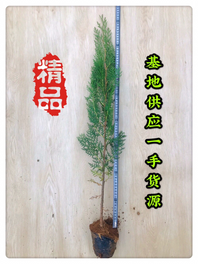 侧柏苗规格齐全侧柏基地供应侧柏侧柏小苗侧柏