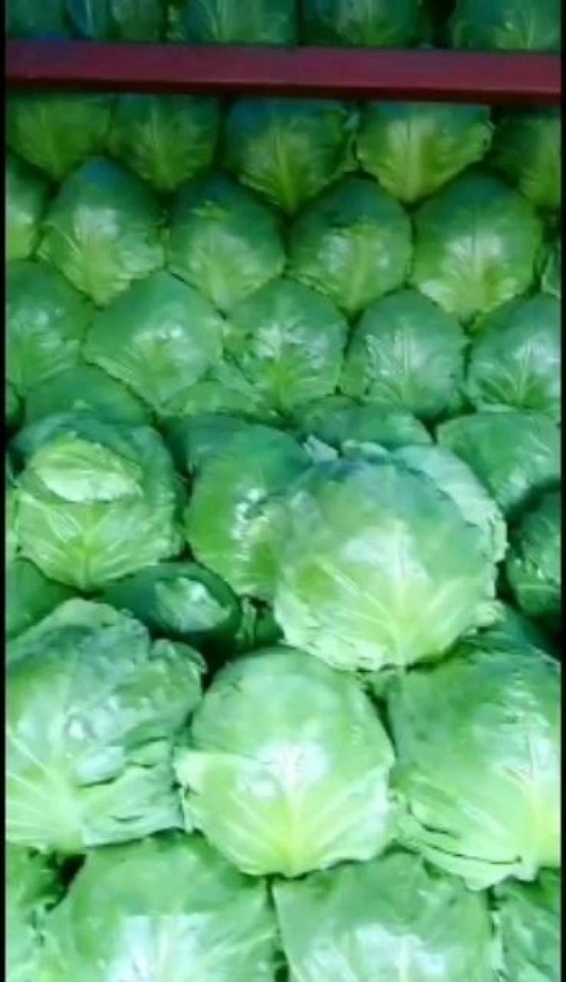产地精品球生菜质优价廉欢迎选购诚信合作！！！