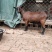 精品红鹿奶山羊，一只也发货，支持全国包邮到家