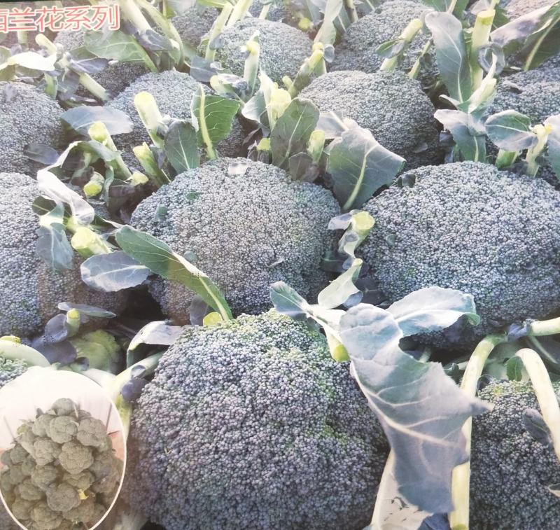 河北西蓝花上市品种优质花型漂亮质量有保证诚信第一