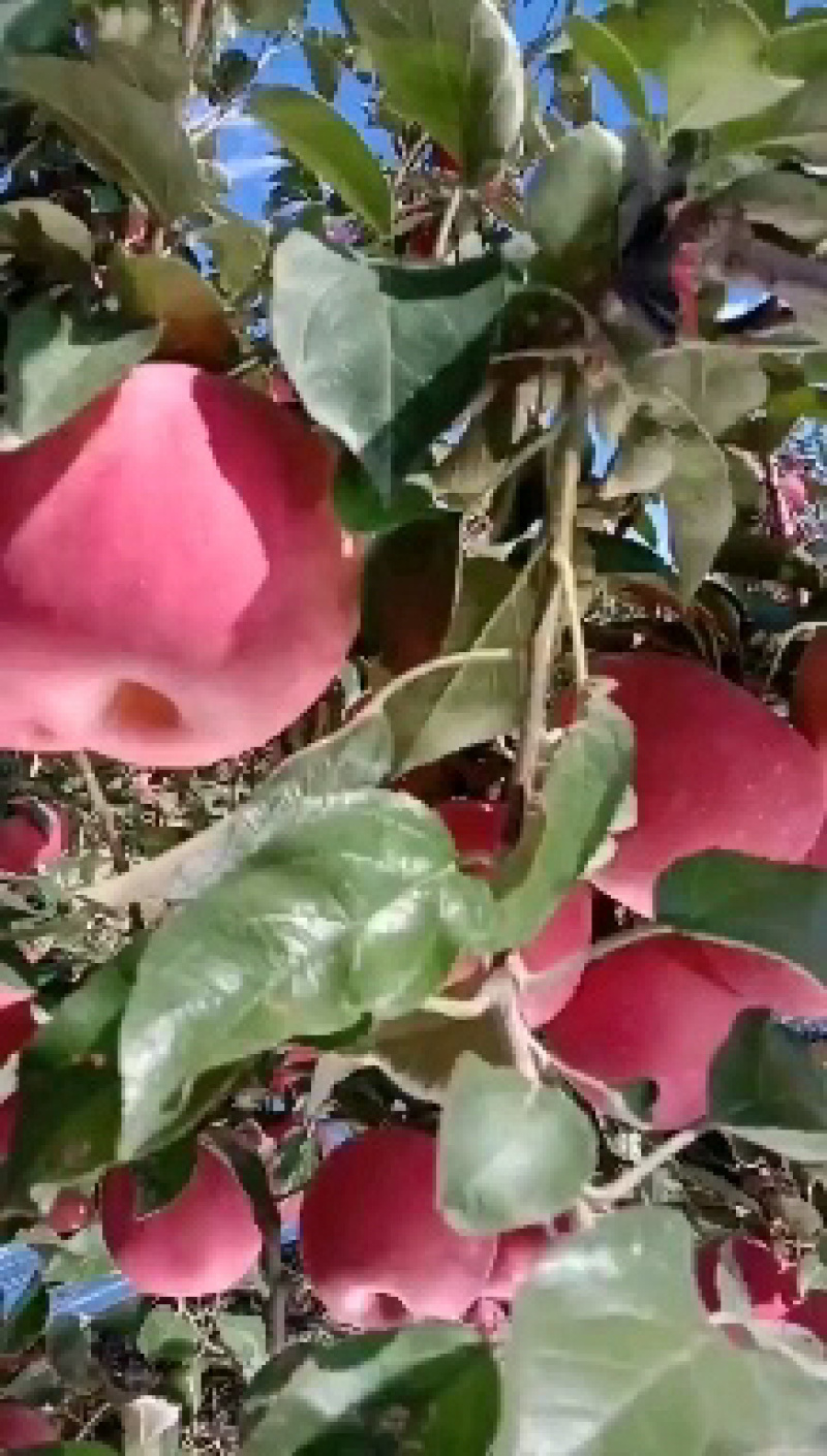 代收苹果，寒富，秋锦，嘎拉，国光，黄元帅等，欢迎光临斗南