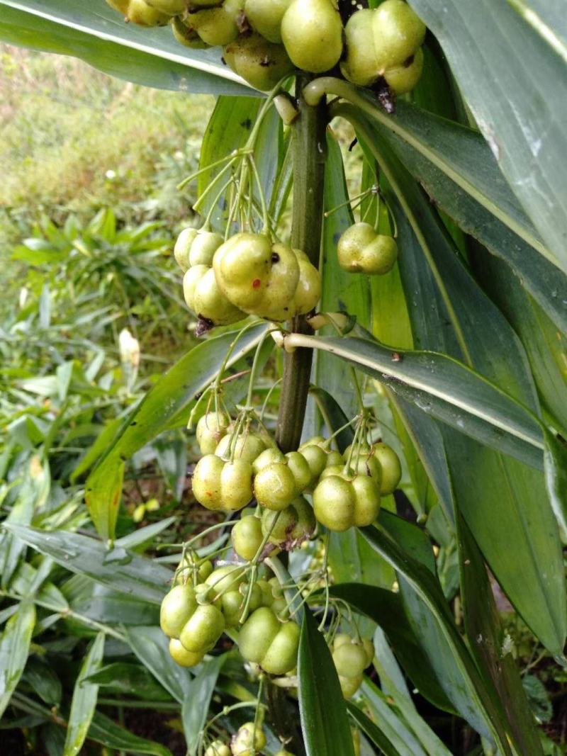 川黄精不倒种仔，成熟度高，霜降过后采摘，包出苗