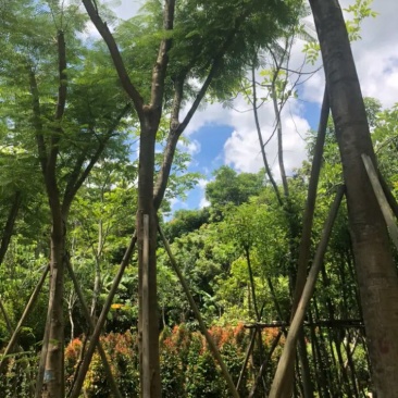 15--18公分骨架凤凰木