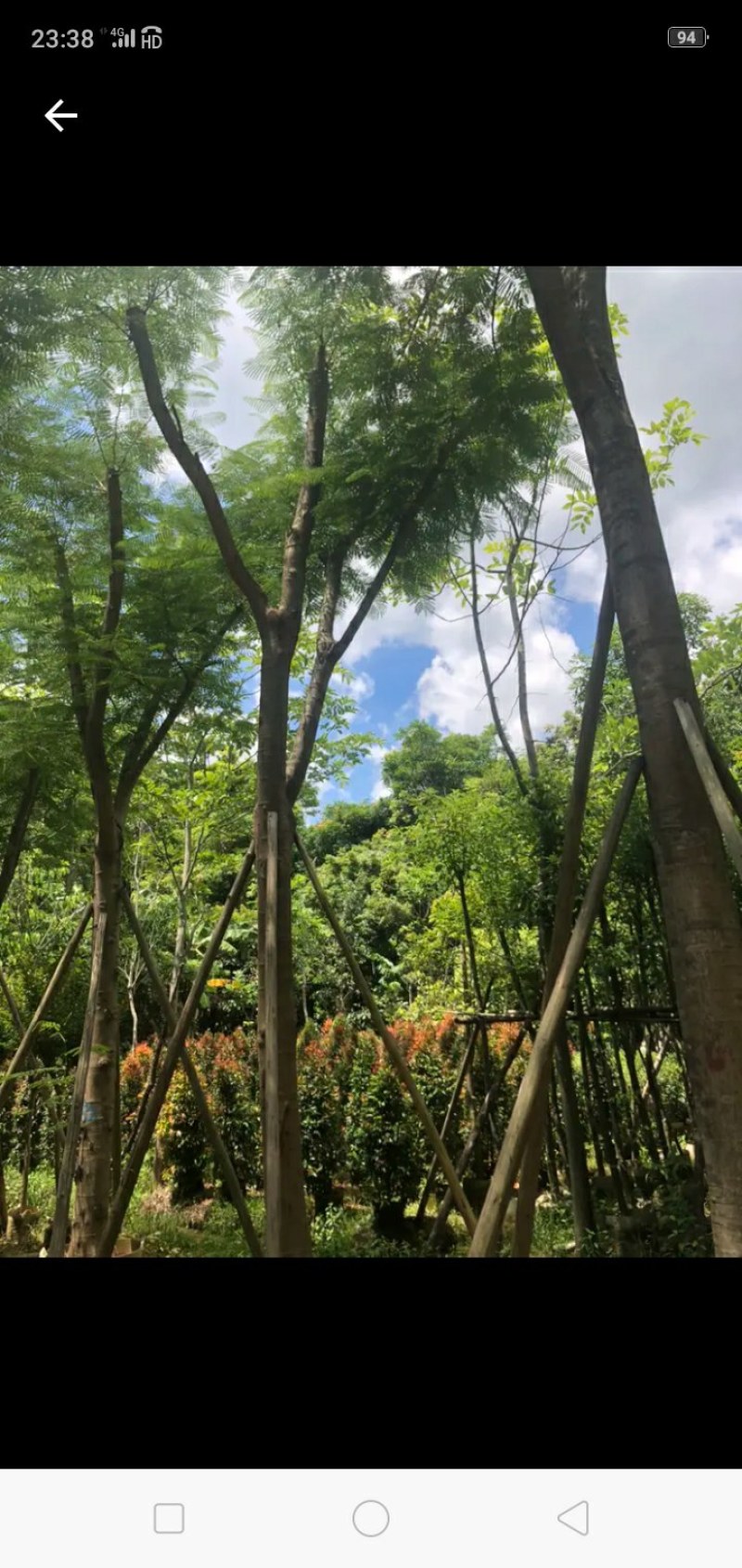 15--18公分骨架凤凰木