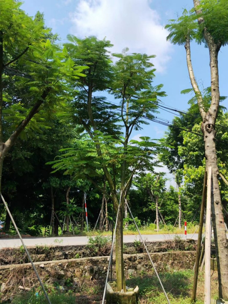 15--18公分骨架凤凰木