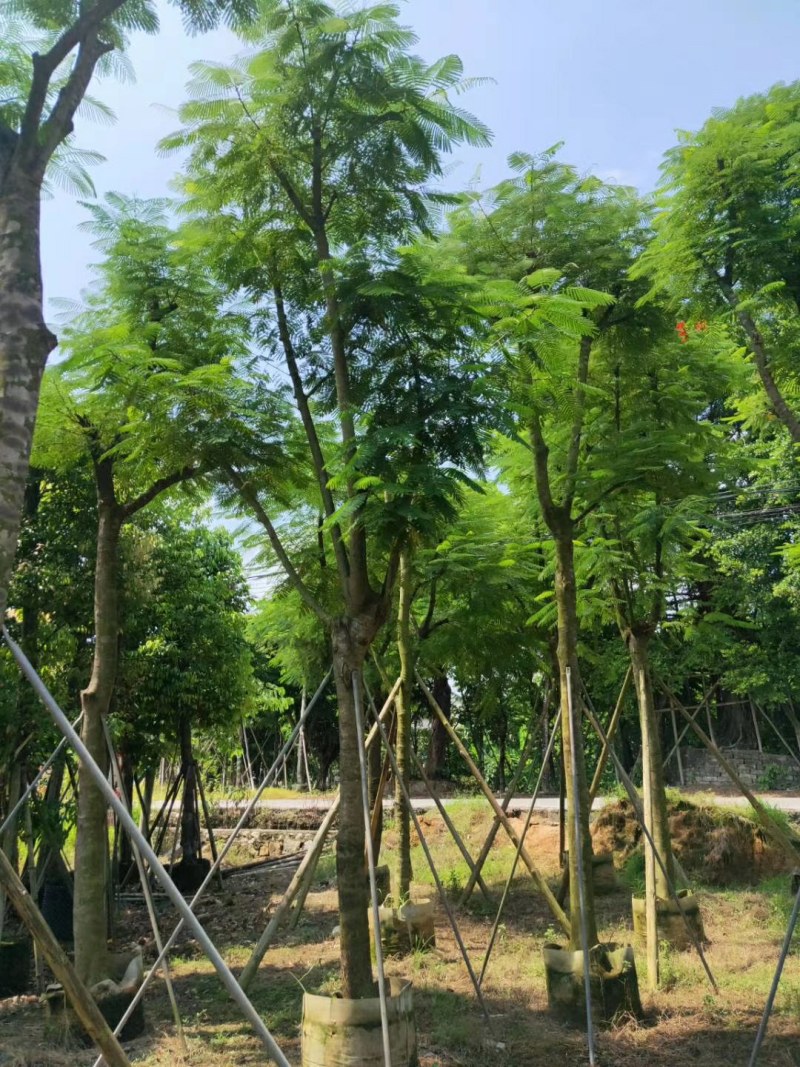 15--18公分骨架凤凰木