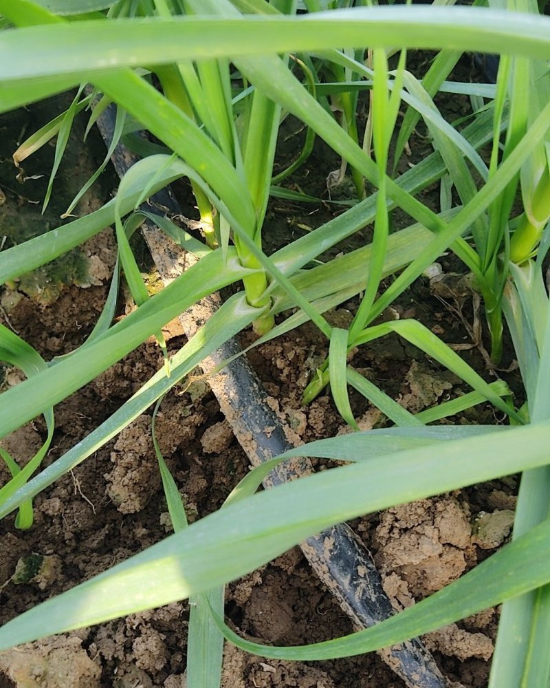 红根蒜苗根红苗正无干尖无黄叶地头现场装货保质保量