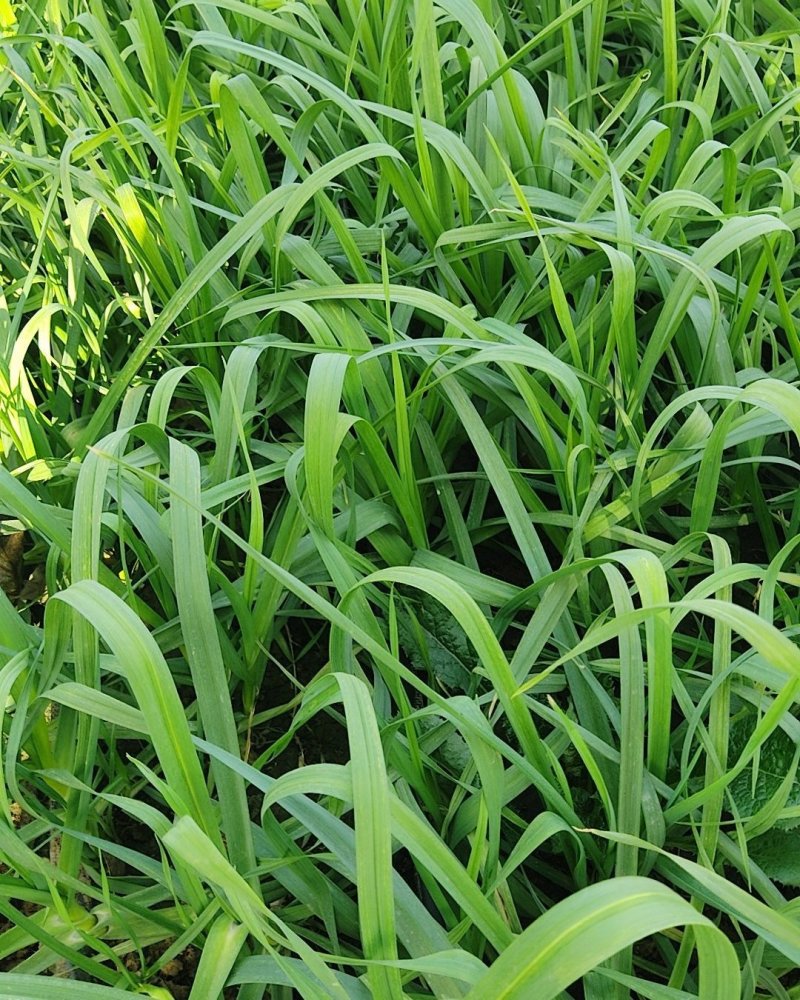 红根蒜苗根红苗正无干尖无黄叶地头现场装货保质保量