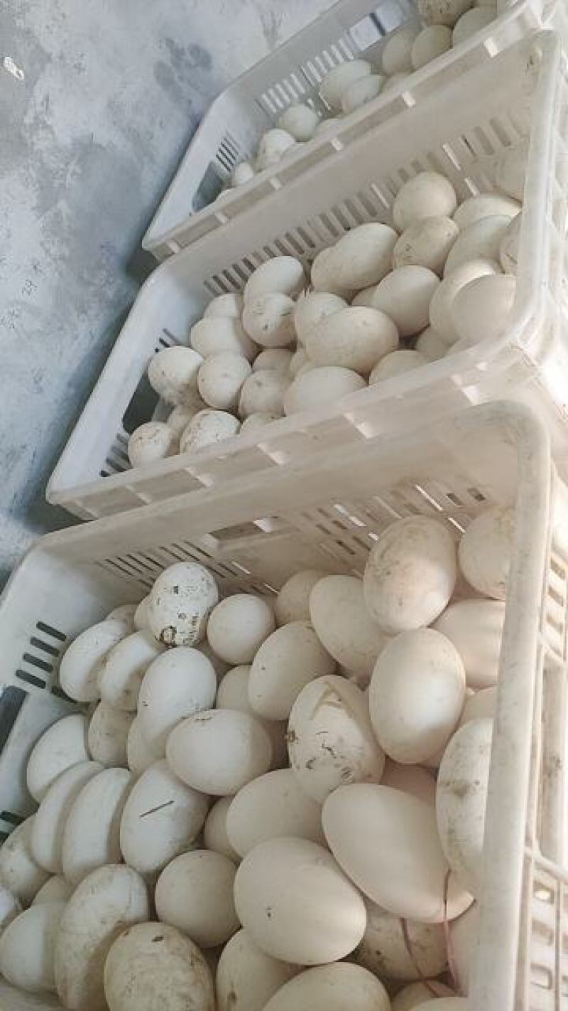 新鲜农家土鹅蛋受精蛋种蛋商品蛋个大