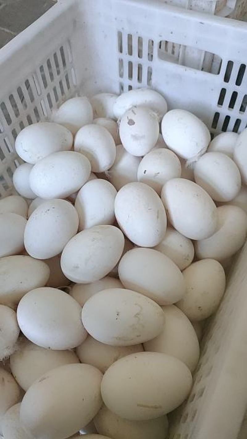 新鲜农家土鹅蛋受精蛋种蛋商品蛋个大