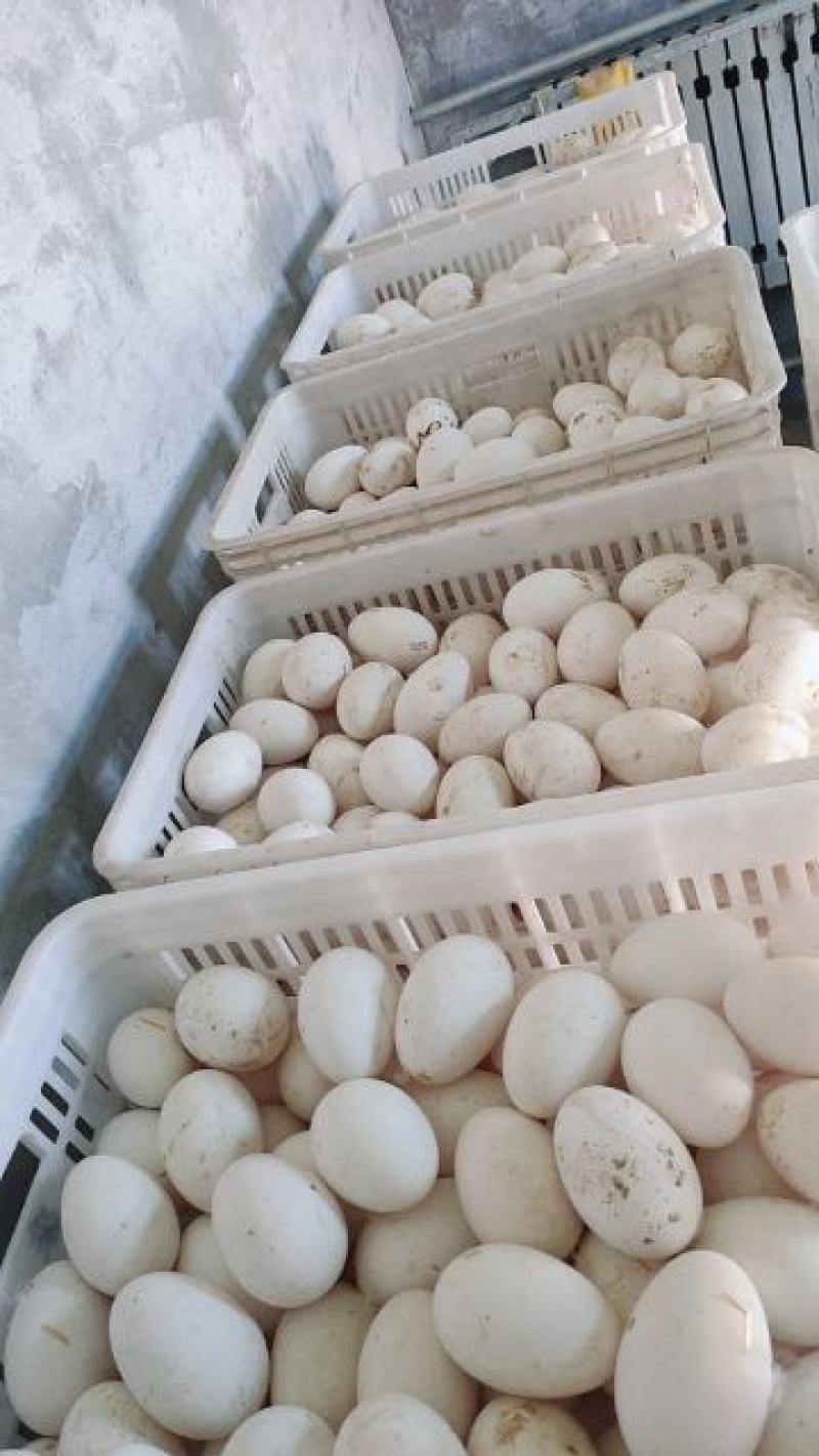 新鲜农家土鹅蛋受精蛋种蛋商品蛋个大