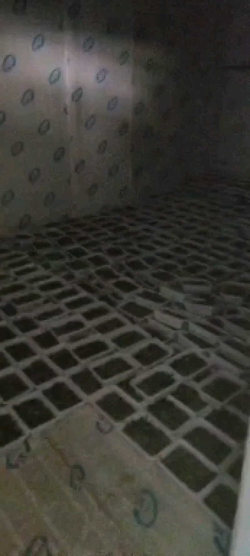 野生冷冻荠菜大量有货品质保证一手货源工厂直发物美价廉
