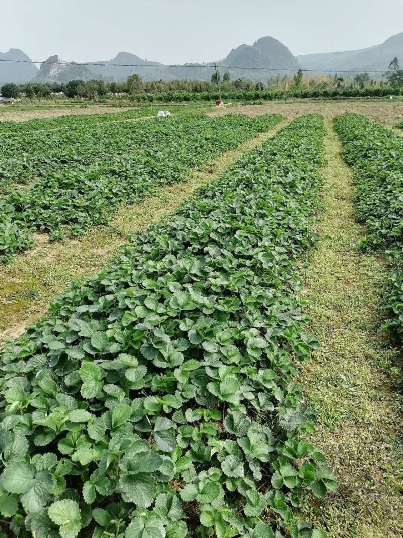 脱毒草莓苗奶油草莓苗包技术可签合同量大从优包成活