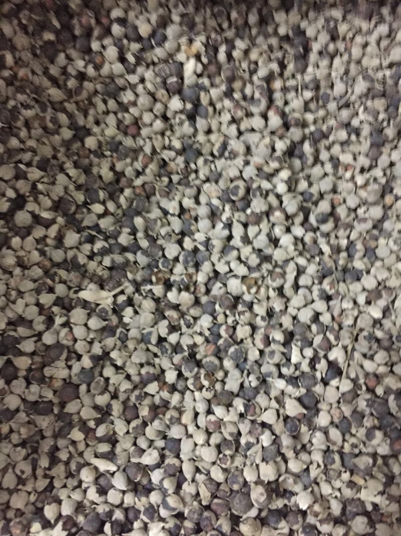 蔓荆子（产地一手货源，质量保证）
