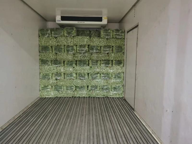 山东曹县大量供应现摘上海青专业实力代收拥有大型冷库
