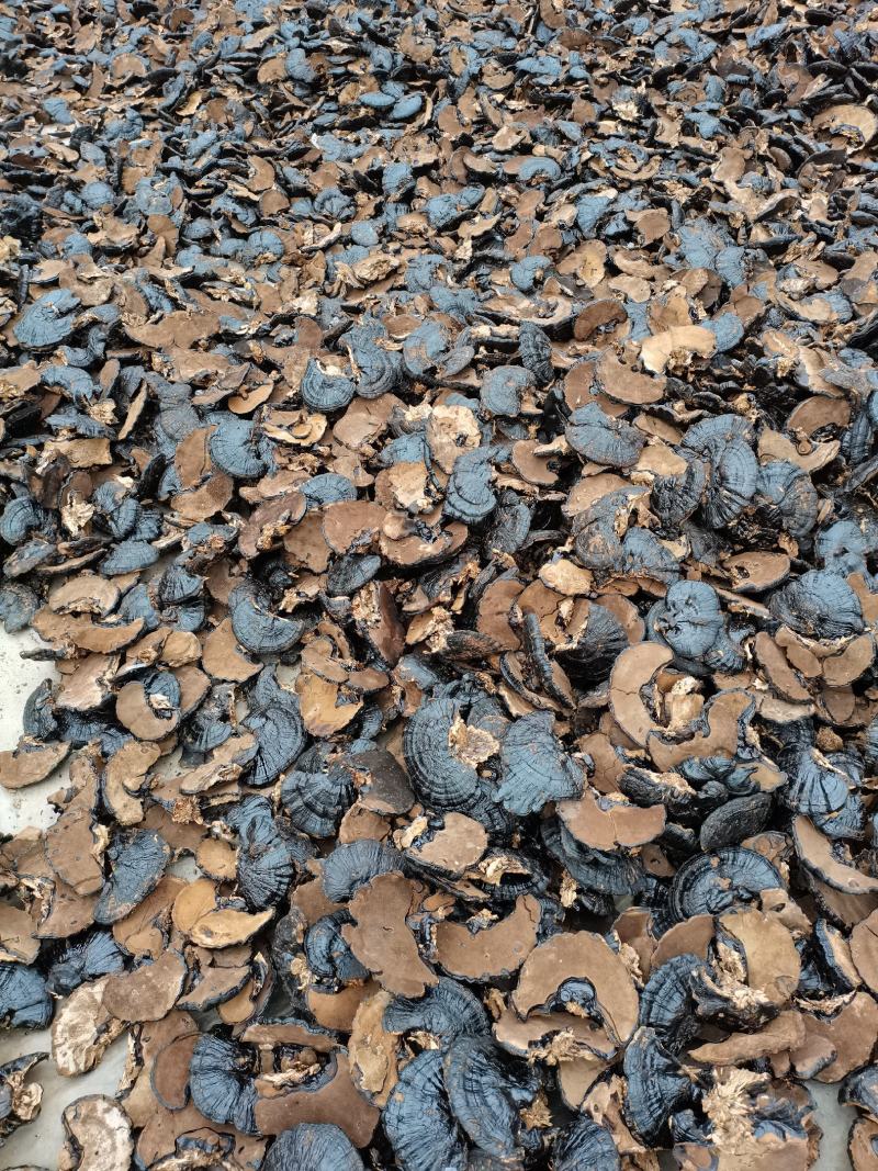 合作社自产自销黑灵芝，不苦的灵芝，灵芝切片，量大从优。