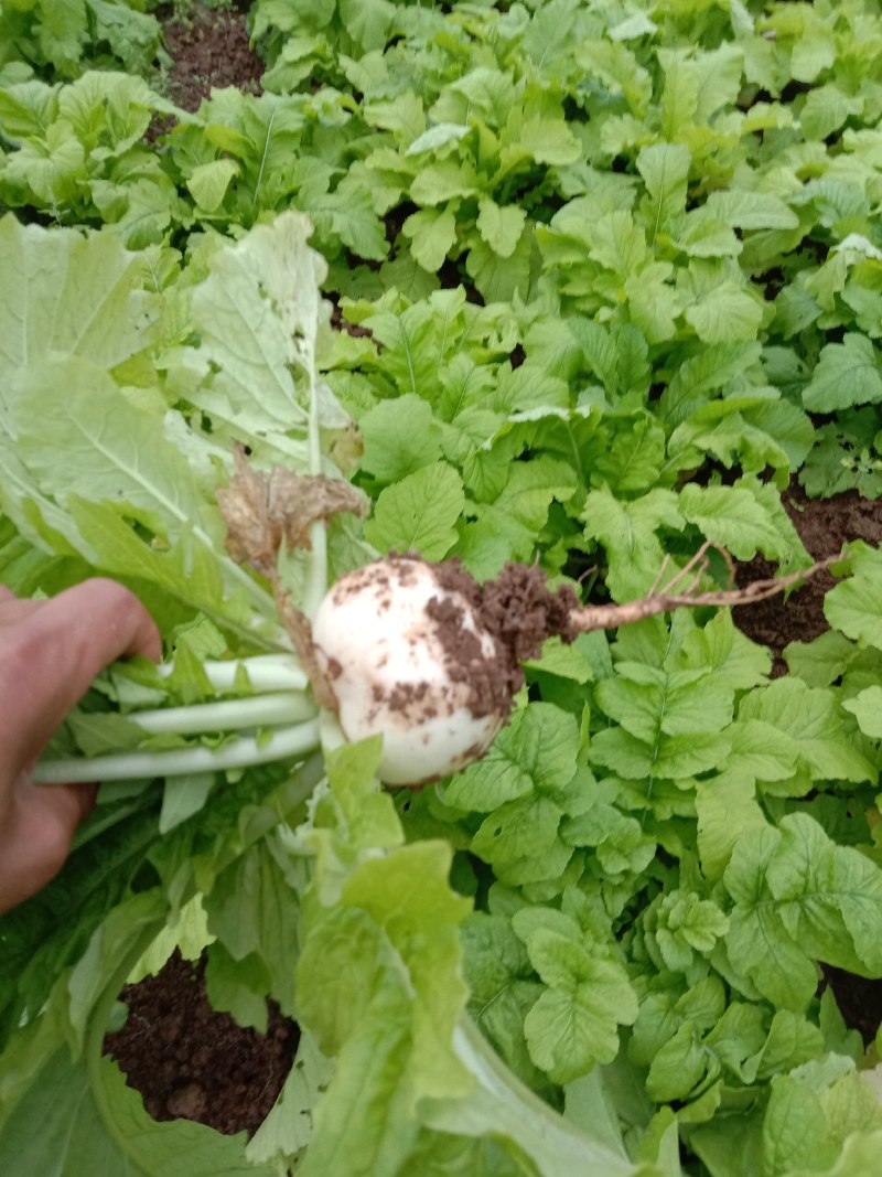 园萝卜，红皮萝卜，大量出货