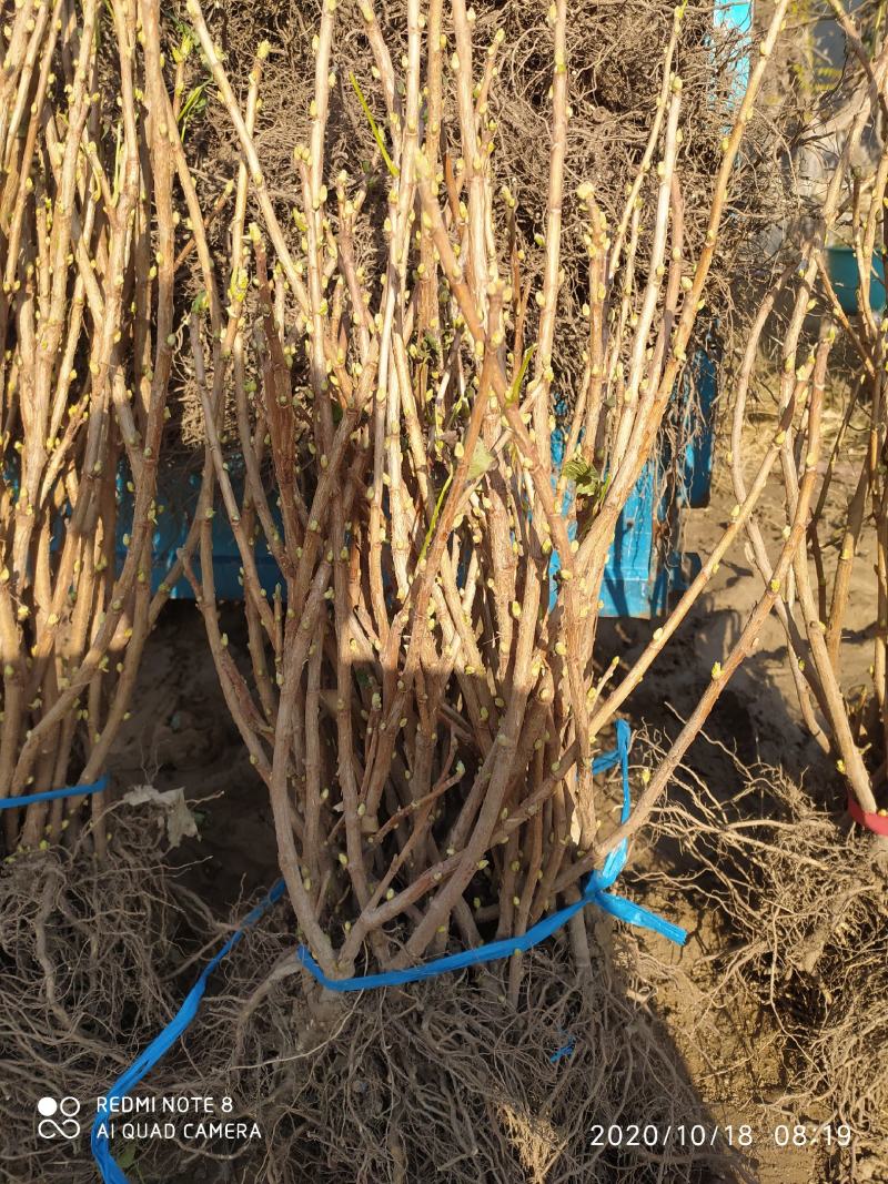 树葡萄苗可做盆景1当年结果包成活，基地直供，品质保证，