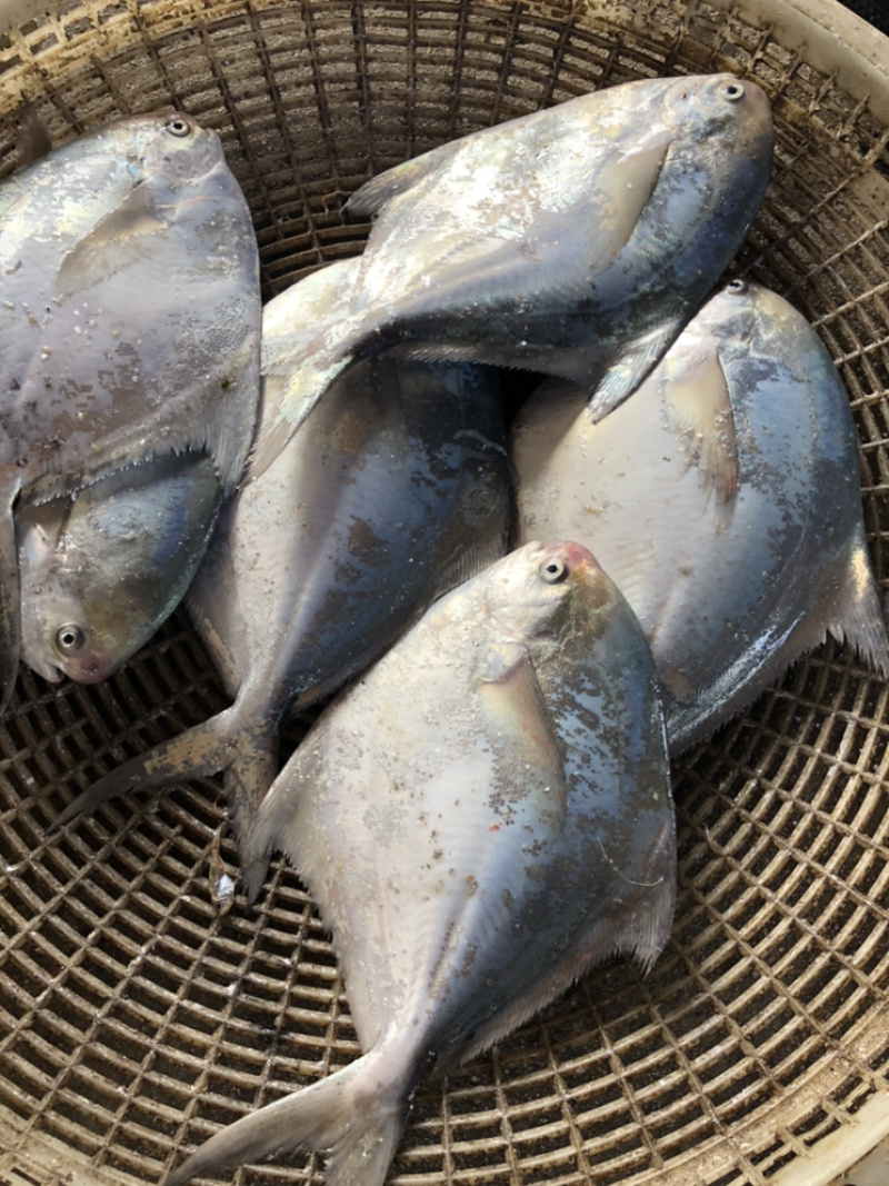 烟台本地牛网银鲳鱼大鲳鱼