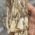 滋补品当归片无硫芯片可供当归个子