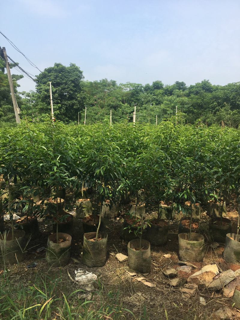 铁冬青小苗（铁冬青小苗）长期供应各种绿化苗木