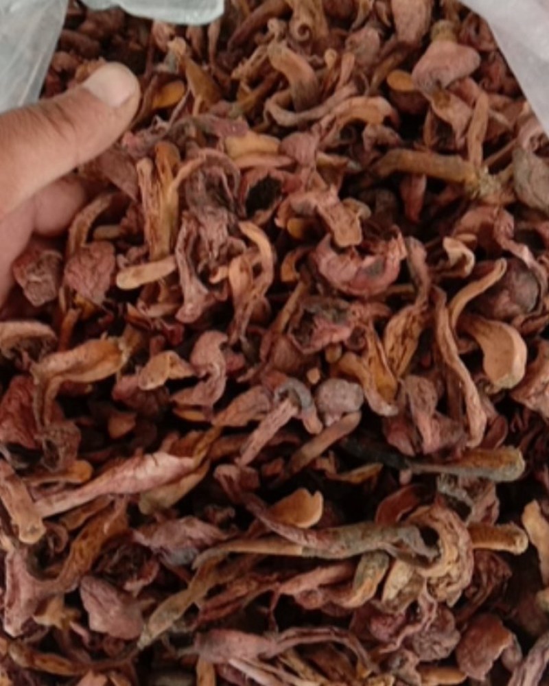 红蘑，铆钉菇，松伞蘑，肉蘑，鸡血蘑，自然晾晒，一手货源