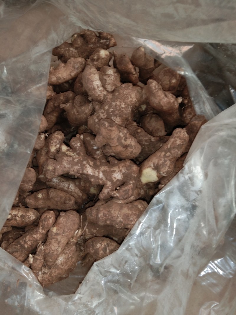 山东姜母，大姜常年大量供应，产区直销，货源充足