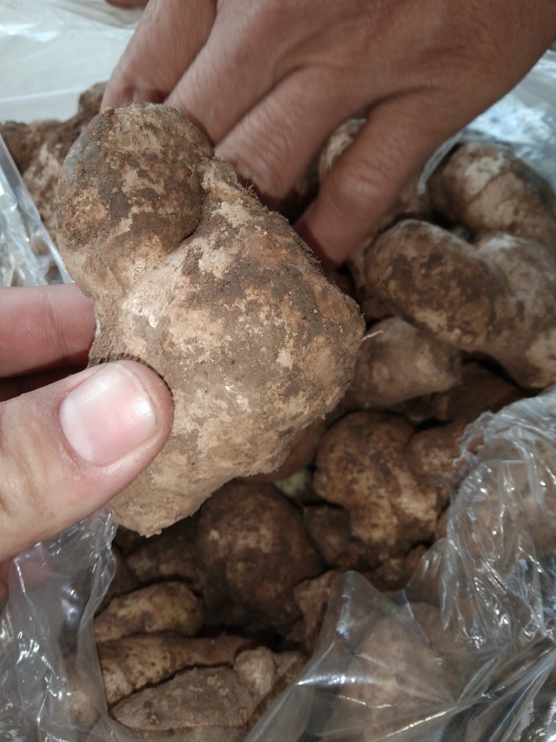 山东姜母，大姜常年大量供应，产区直销，货源充足