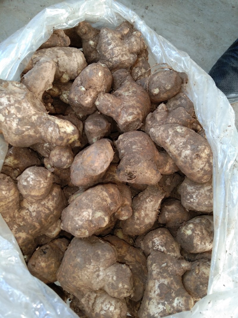 山东姜母，大姜常年大量供应，产区直销，货源充足