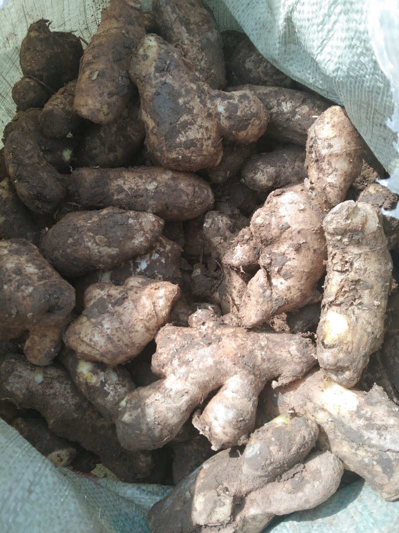 山东姜母，大姜常年大量供应，产区直销，货源充足