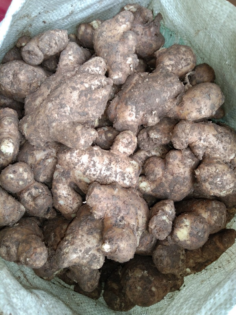 山东姜母，大姜常年大量供应，产区直销，货源充足