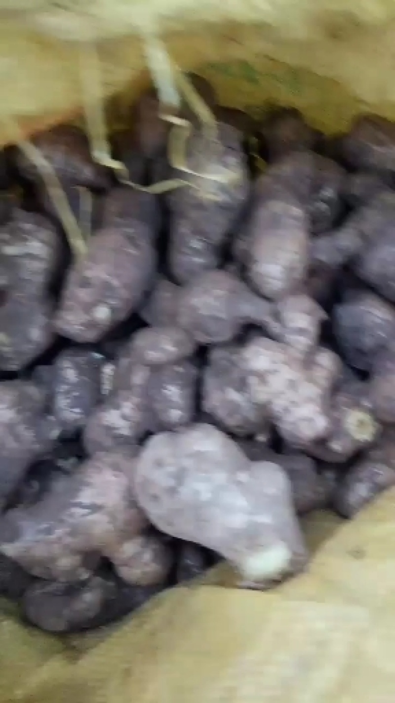 山东姜母，大姜常年大量供应，产区直销，货源充足