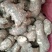 山东姜母，大姜常年大量供应，产区直销，货源充足