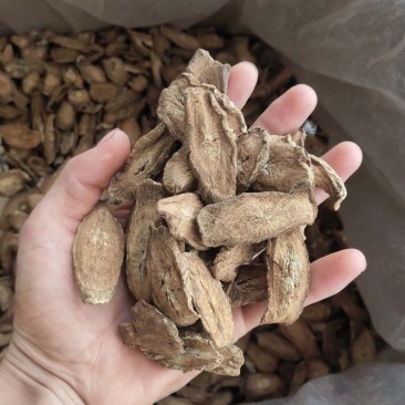牛蒡茶大片无杂质可直接泡水喝