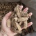 牛蒡茶大片无杂质可直接泡水喝