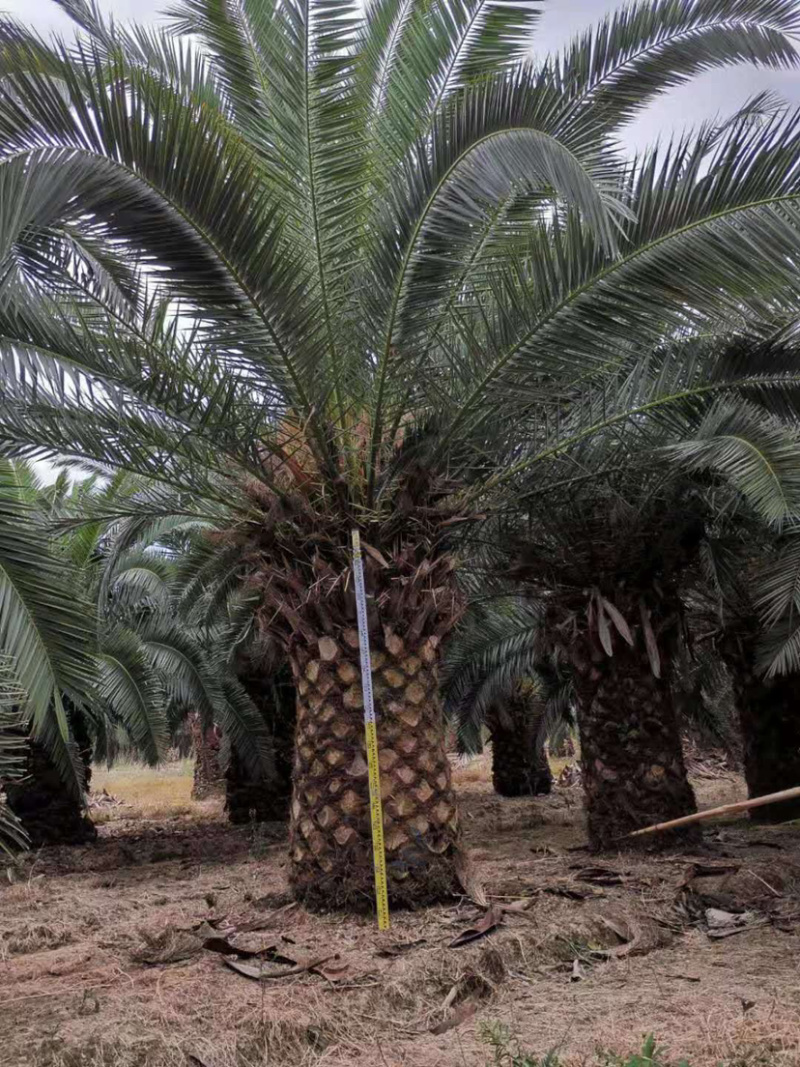 加拿利海枣种植基地直销批发价格漳州大型棕榈树海枣产地直销