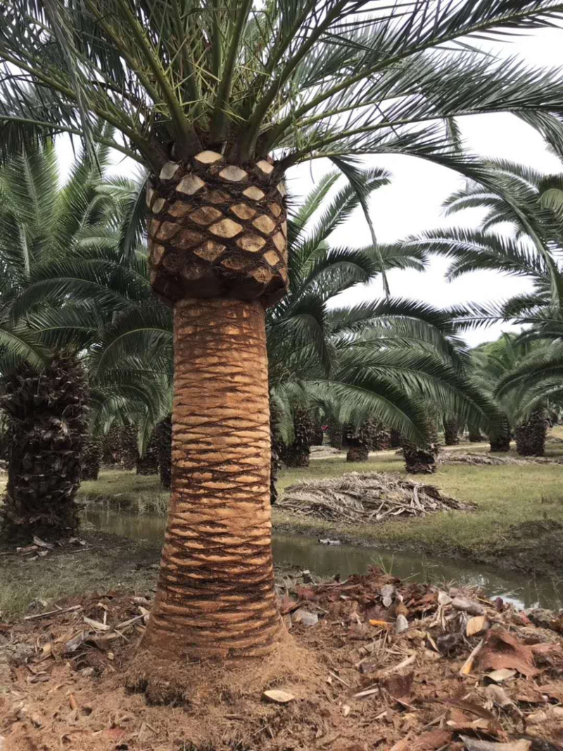 加拿利海枣种植基地直销批发价格漳州大型棕榈树海枣产地直销