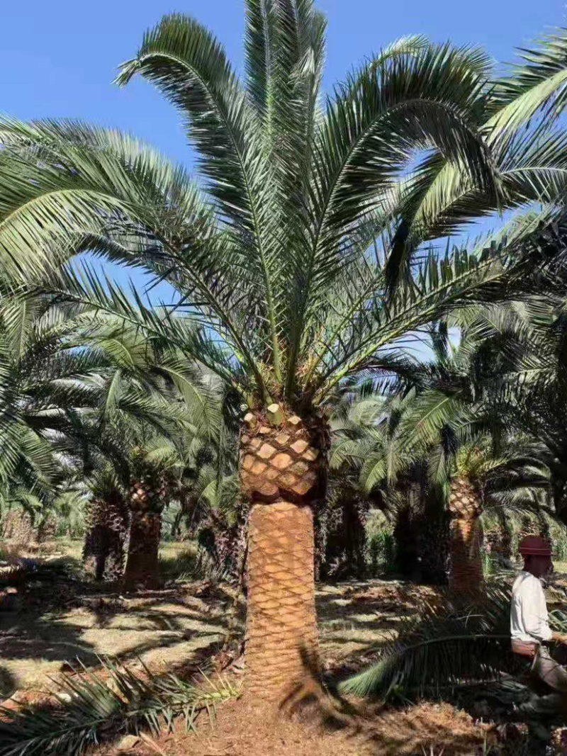 加拿利海枣种植基地直销批发价格漳州大型棕榈树海枣产地直销