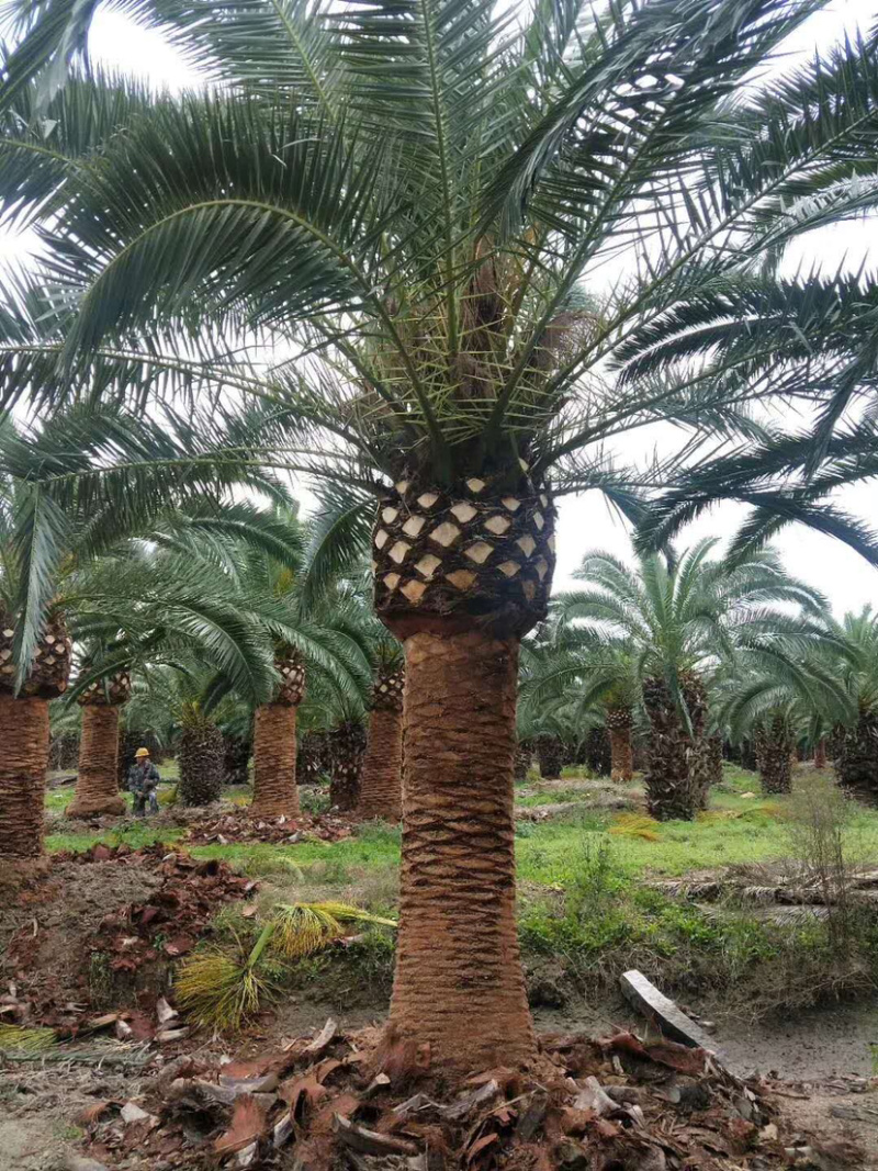 加拿利海枣种植基地直销批发价格漳州大型棕榈树海枣产地直销