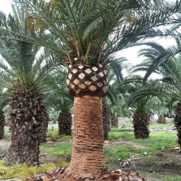 加拿利海枣种植基地直销批发价格漳州大型棕榈树海枣产地直销