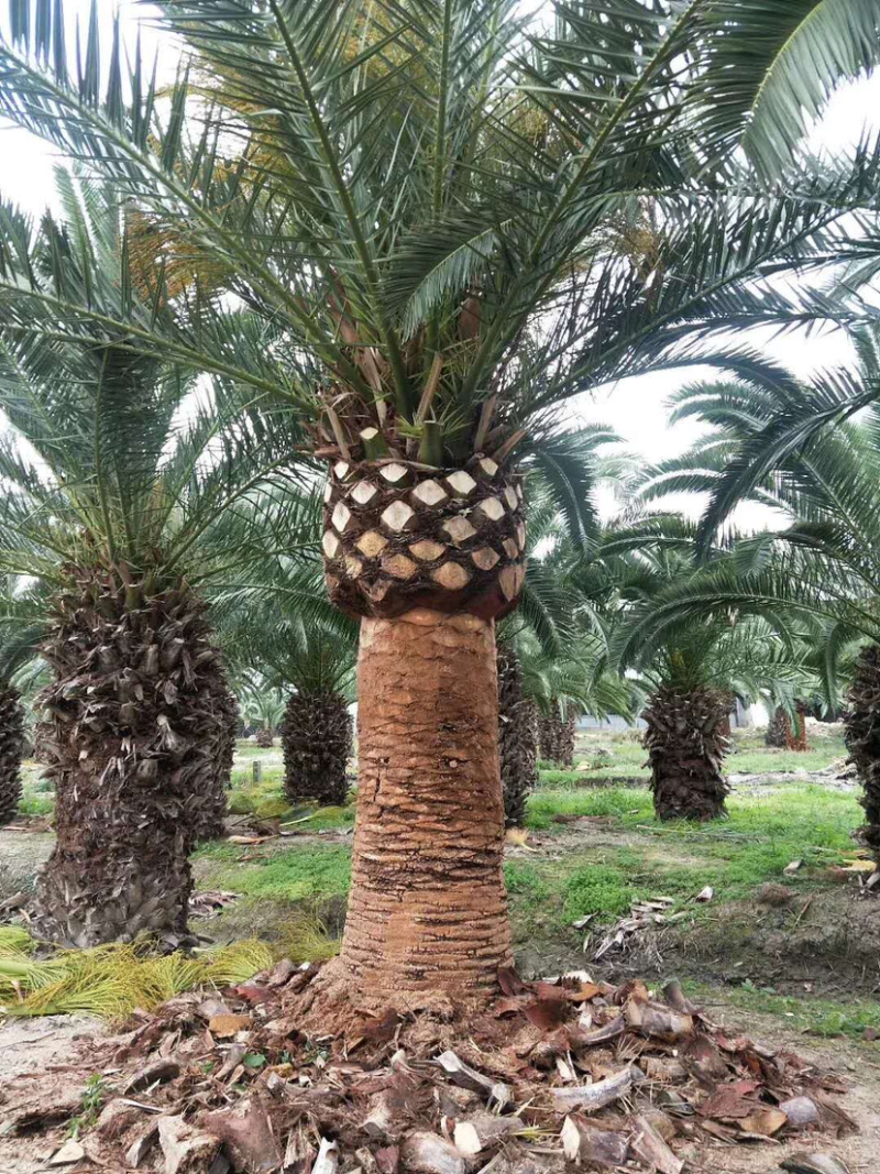 加拿利海枣种植基地直销批发价格漳州大型棕榈树海枣产地直销
