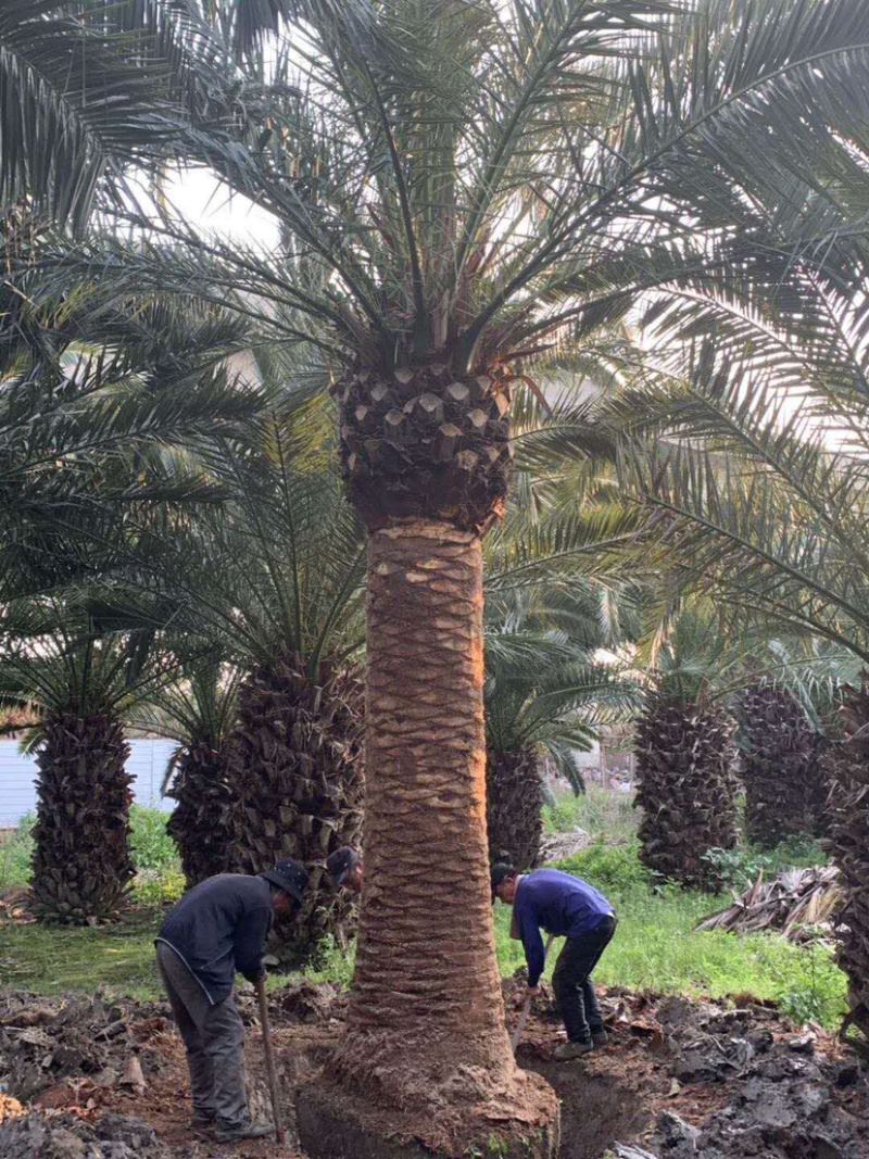 加拿利海枣种植基地直销批发价格漳州大型棕榈树海枣产地直销