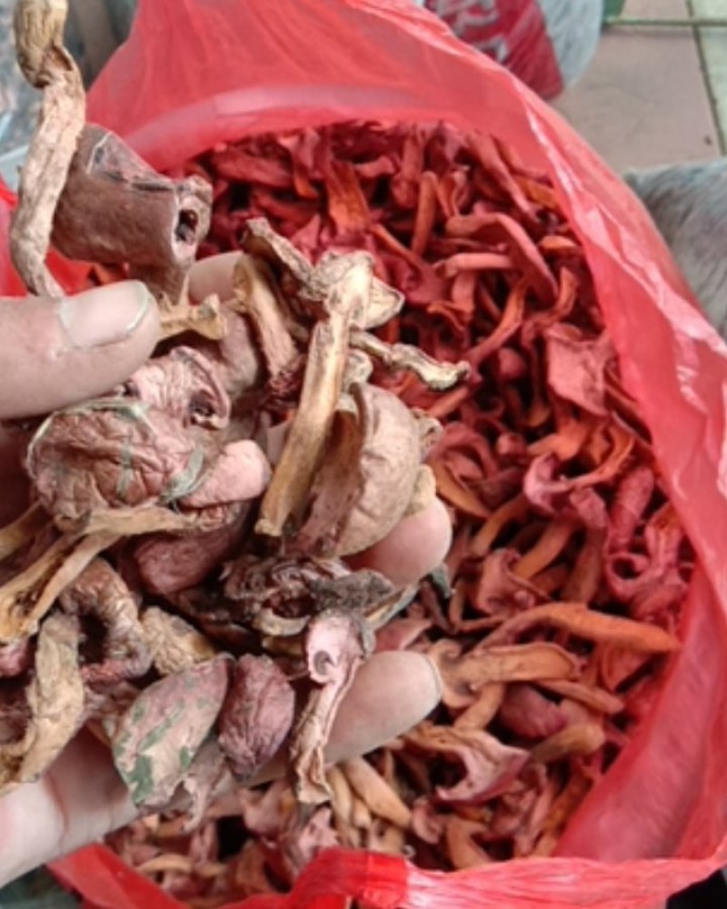 红蘑，铆钉菇，松伞蘑，肉蘑，鸡血蘑，自然晾晒，一手货源