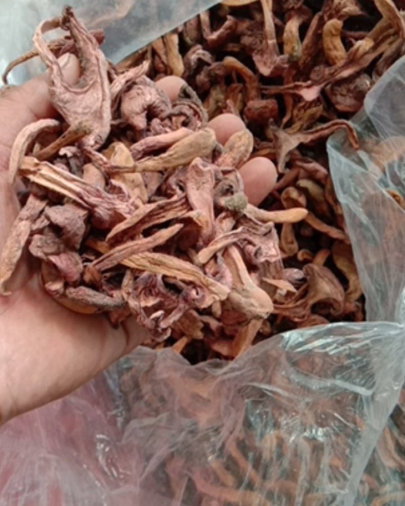 红蘑，铆钉菇，松伞蘑，肉蘑，鸡血蘑，自然晾晒，一手货源