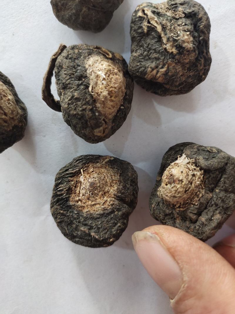 秘鲁玛卡野生个子天然物种可供玛卡片