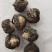秘鲁玛卡野生个子天然物种可供玛卡片