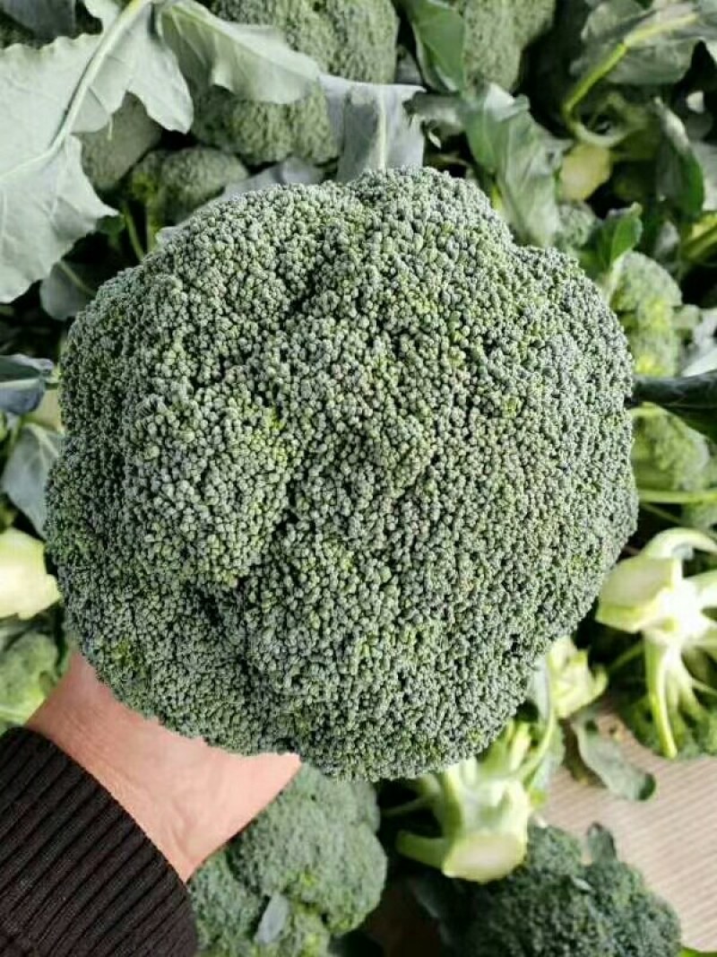 优秀西兰花优秀西兰花