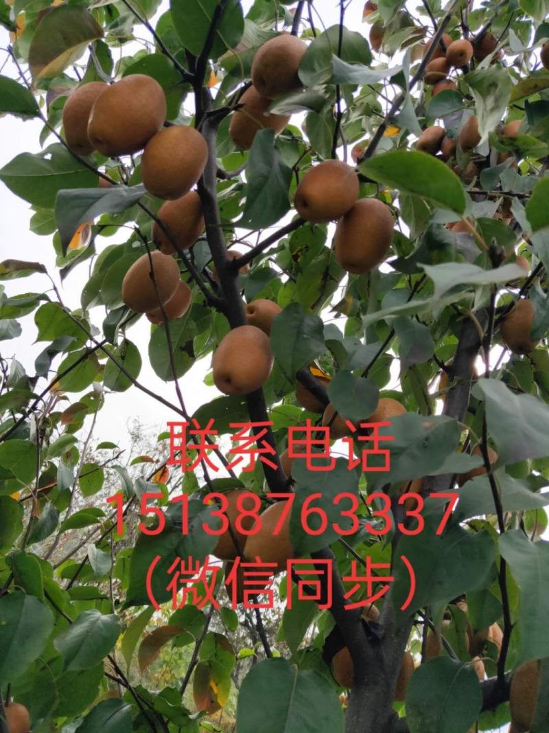 沙梨王，洛宁县王村原上卡村农户自产自销。。