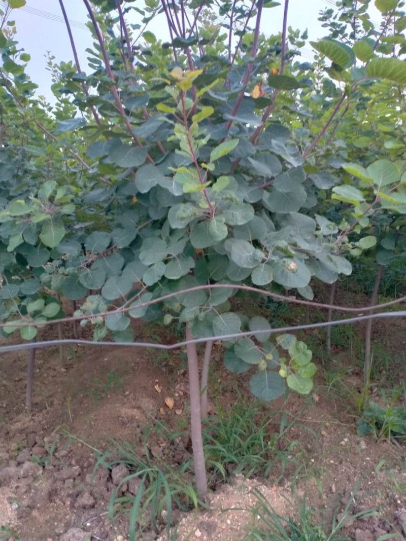 黄栌苗，3公分以上的黄栌树苗，大量出售。