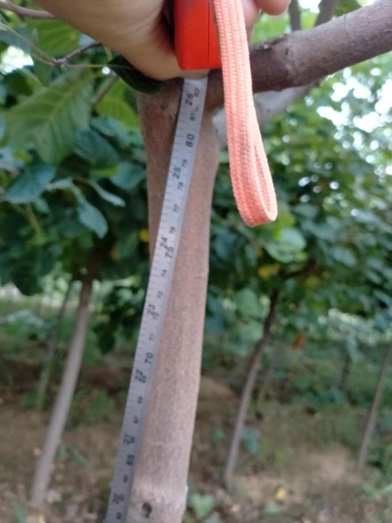 黄栌苗，3公分以上的黄栌树苗，大量出售。